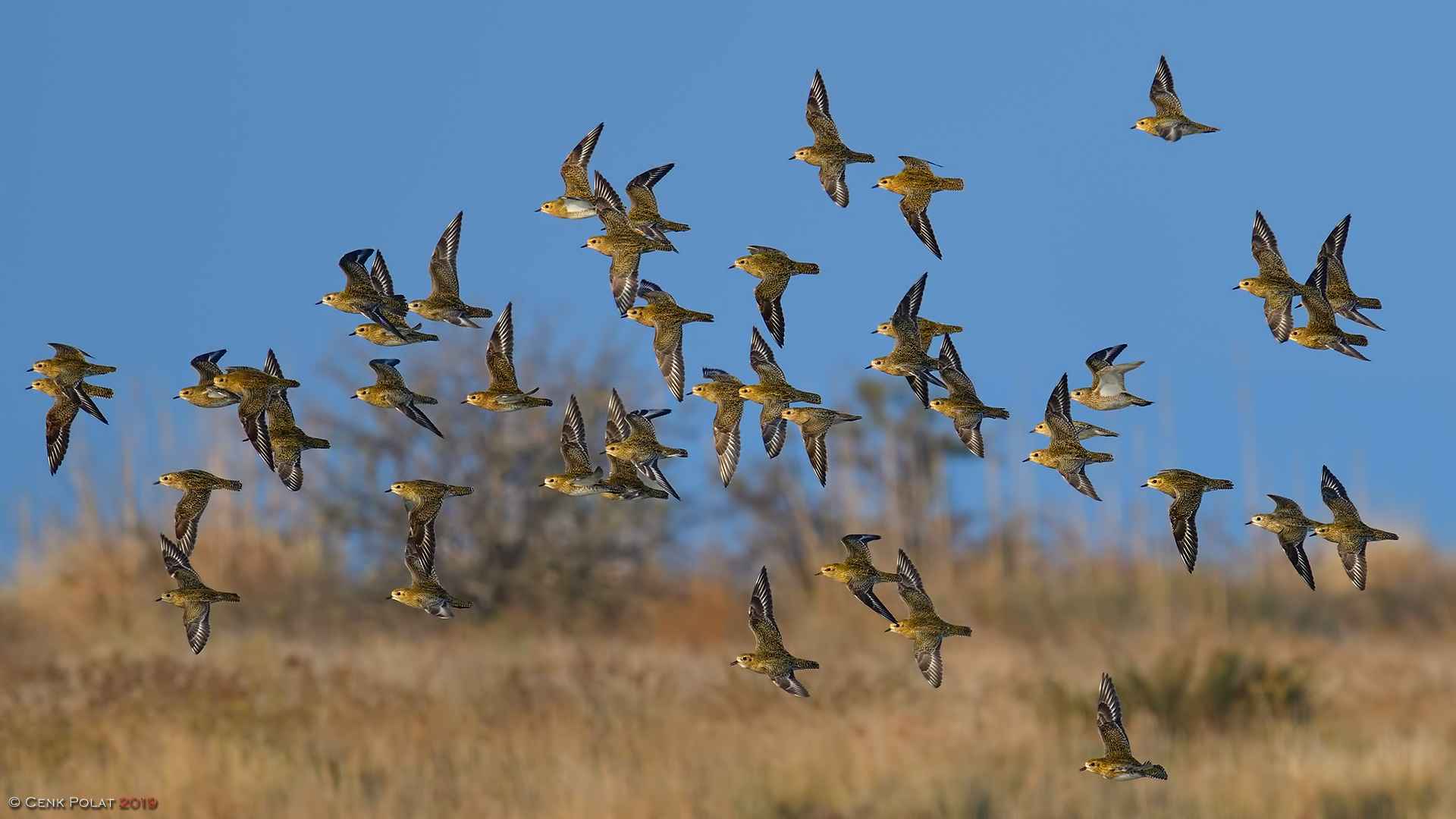 European Golden-Plover